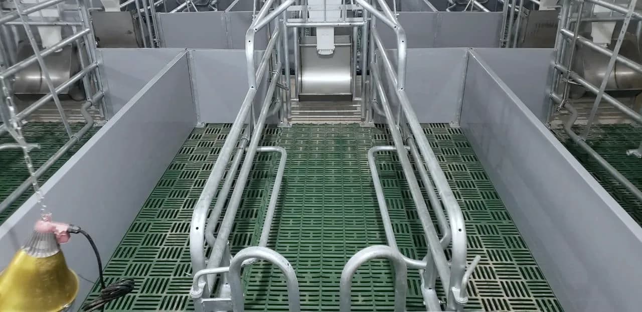 Jaula de maternidad galvanizada sobre piso ranurado